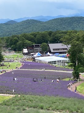 たんばらラベンダーパークに投稿された画像（2024/7/20）