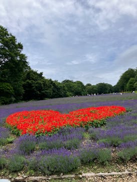 たんばらラベンダーパークに投稿された画像（2024/7/20）