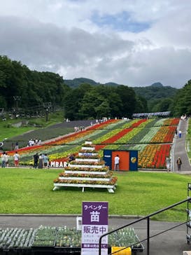 たんばらラベンダーパークに投稿された画像（2024/7/20）