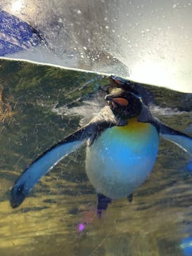 マクセル アクアパーク品川に投稿された画像（2024/7/20）