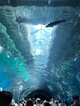 マクセル アクアパーク品川に投稿された画像（2024/7/20）