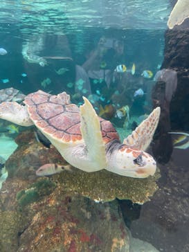 鴨川シーワールドに投稿された画像（2024/7/20）