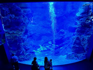 京都水族館に投稿された画像（2024/7/20）
