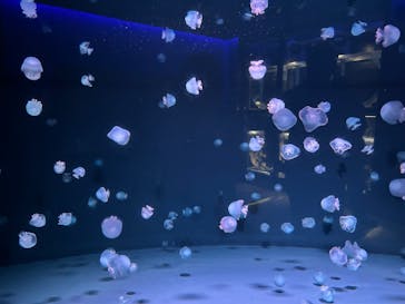 京都水族館に投稿された画像（2024/7/20）