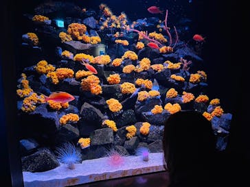 大分マリーンパレス水族館 「うみたまご」に投稿された画像（2024/7/20）