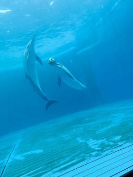 大分マリーンパレス水族館 「うみたまご」に投稿された画像（2024/7/20）