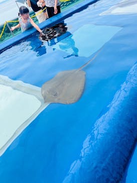 大分マリーンパレス水族館 「うみたまご」に投稿された画像（2024/7/20）