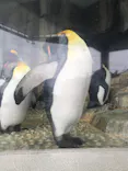 仙台うみの杜水族館に投稿された画像（2024/7/20）