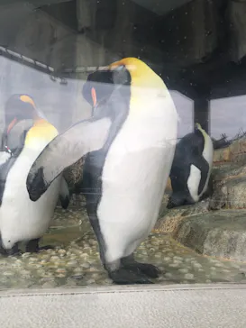 仙台うみの杜水族館に投稿された画像（2024/7/20）