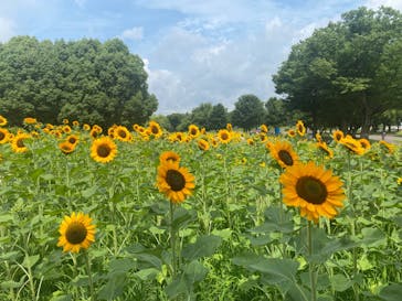 万博記念公園に投稿された画像（2024/7/20）