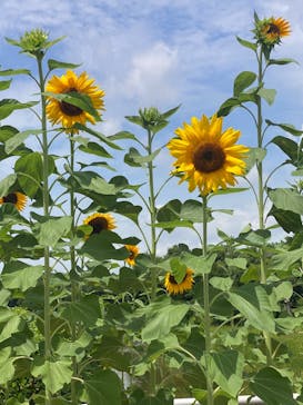 万博記念公園に投稿された画像（2024/7/20）