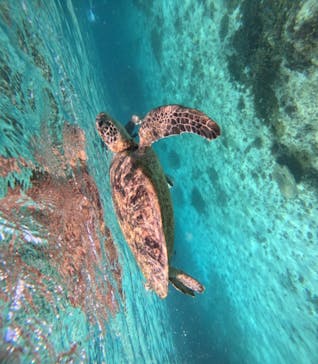 nico 宮古島に投稿された画像（2024/7/20）