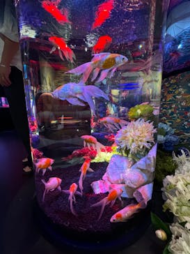 UWS AQUARIUM GA☆KYOに投稿された画像（2024/7/20）