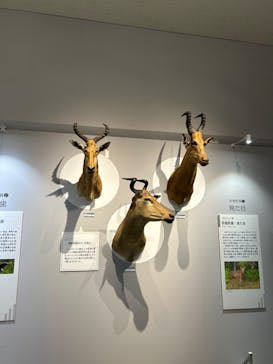 大哺乳類展に投稿された画像（2024/7/20）