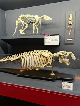 大哺乳類展に投稿された画像（2024/7/20）