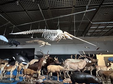 大哺乳類展に投稿された画像（2024/7/20）