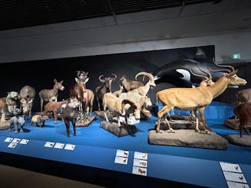 大哺乳類展に投稿された画像（2024/7/20）