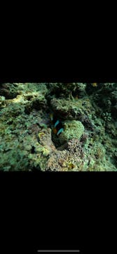 武藤潜水に投稿された画像（2024/7/20）