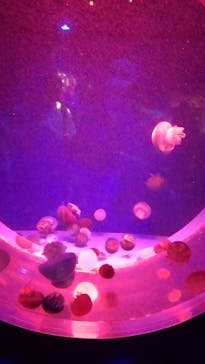 アクアワールド茨城県大洗水族館に投稿された画像（2024/7/20）