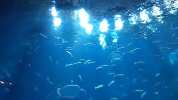 アクアワールド茨城県大洗水族館に投稿された画像（2024/7/20）