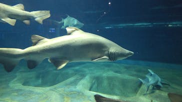 アクアワールド茨城県大洗水族館に投稿された画像（2024/7/20）