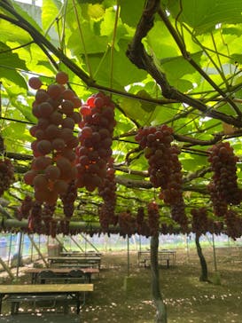 幸果園に投稿された画像（2024/7/20）