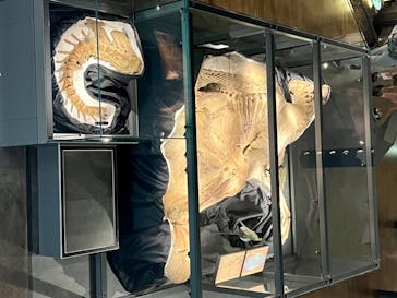 福井県立恐竜博物館に投稿された画像（2024/7/20）