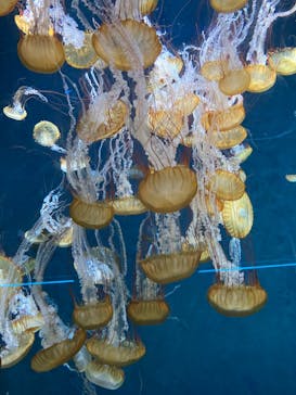 新江ノ島水族館に投稿された画像（2024/7/20）