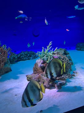 新江ノ島水族館に投稿された画像（2024/7/20）