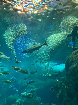 新江ノ島水族館に投稿された画像（2024/7/20）