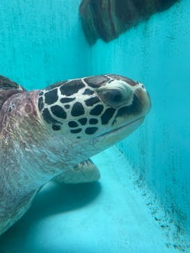 仙台うみの杜水族館に投稿された画像（2024/7/20）