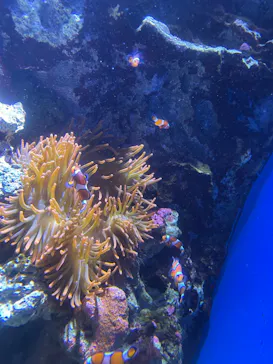 仙台うみの杜水族館に投稿された画像（2024/7/20）