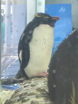 仙台うみの杜水族館に投稿された画像（2024/7/20）
