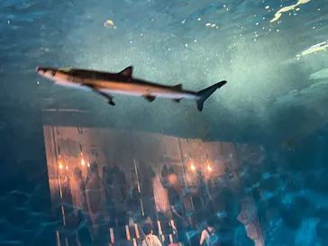 仙台うみの杜水族館に投稿された画像（2024/7/20）