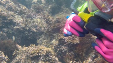 根府川ダイビングサービスに投稿された画像（2024/7/20）