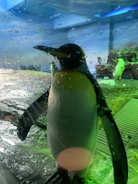 島根県立 しまね海洋館に投稿された画像（2024/7/20）