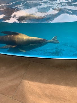島根県立 しまね海洋館に投稿された画像（2024/7/20）