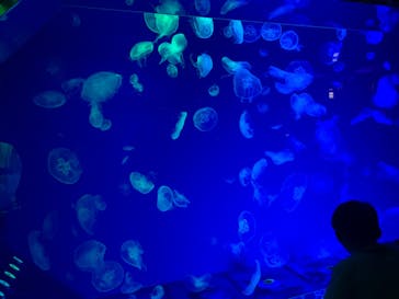 名古屋港水族館に投稿された画像（2024/7/20）