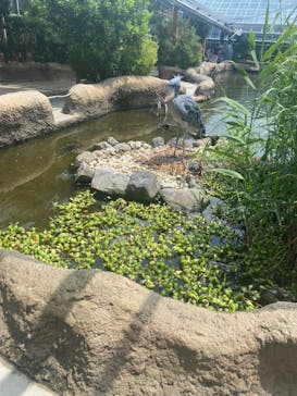 神戸どうぶつ王国に投稿された画像（2024/7/20）