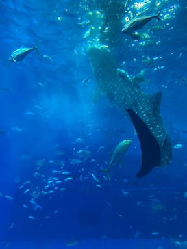 沖縄美ら海水族館に投稿された画像（2024/7/20）