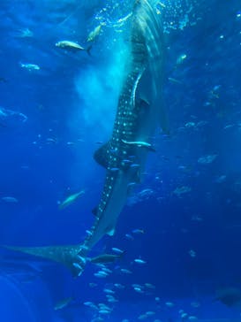 沖縄美ら海水族館に投稿された画像（2024/7/20）