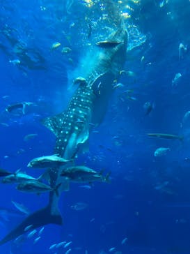 沖縄美ら海水族館に投稿された画像（2024/7/20）