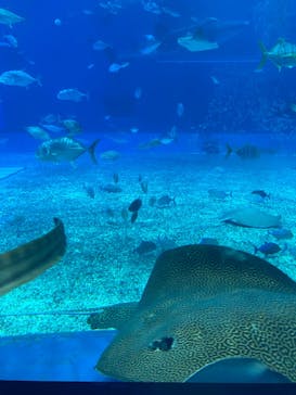 沖縄美ら海水族館に投稿された画像（2024/7/20）