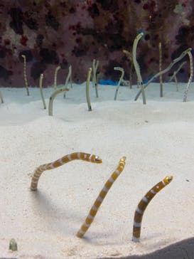 沖縄美ら海水族館に投稿された画像（2024/7/20）