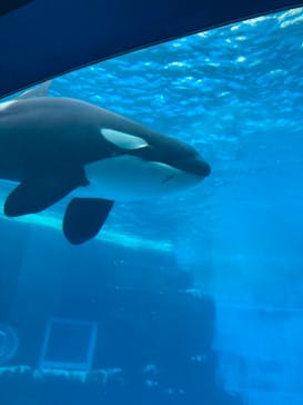 名古屋港水族館に投稿された画像（2024/7/20）