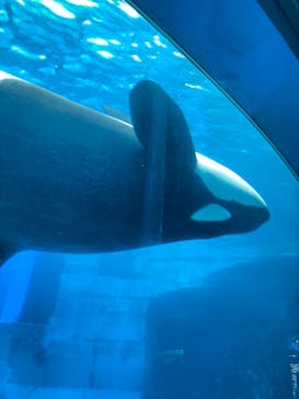 名古屋港水族館に投稿された画像（2024/7/20）