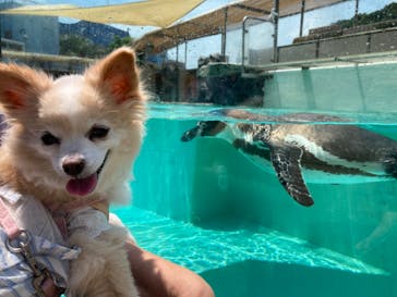 下田海中水族館に投稿された画像（2024/7/20）