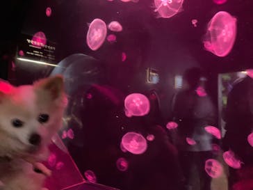 下田海中水族館に投稿された画像（2024/7/20）