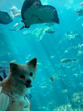 下田海中水族館に投稿された画像（2024/7/20）