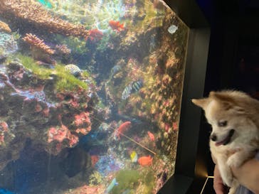 下田海中水族館に投稿された画像（2024/7/20）